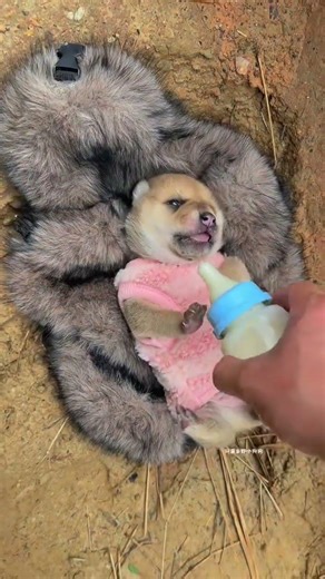 The little ferocious beast made a big fuss, the little milk dog, the pastoral dog, the Chinese past