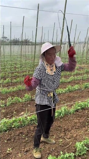 Pea Support Installation: String Tensioning Process