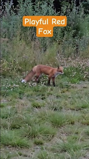 Wild Red Fox Playing Along The Road | Wildlife Canada