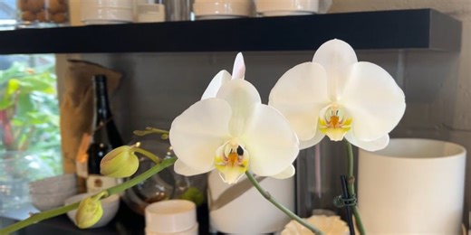 Here’s what plants are and aren’t safe for your furry friend