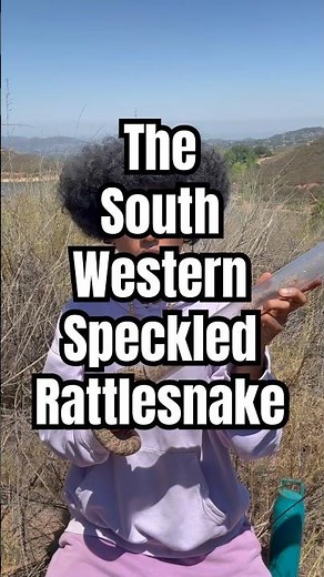 California’s southwestern speckled rattlesnake