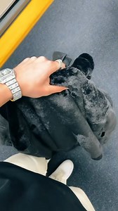 13K views · 691 reactions | Te extrañe Mexico ✨ | Augustogimenez | Facebook