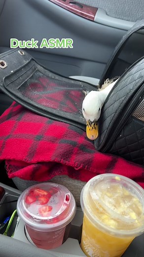 Duck ASMR: Ducks Enjoying Strawberry Ice Water from Starbucks and Dunkin' Ducks