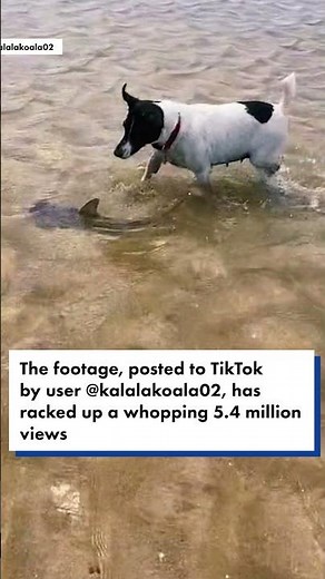 Brave dog and baby shark spotted splashing together in adorable video #shorts