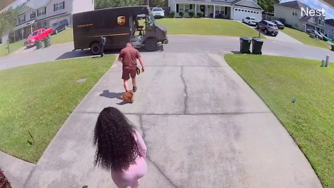 Tiny dog tries to join UPS delivery driver mid-route