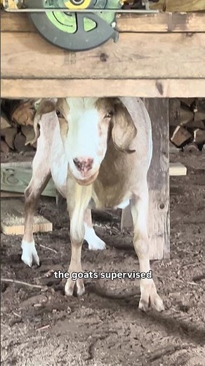 Farm Update: Building the Goat Pen