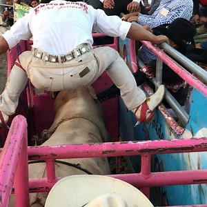2.4M views · 6.3K shares | El Parrandero Juega este Domingo 23 de Junio en King City California!!! #lostorosdivinos #lacorridamilagrosa #michoacan #jaripeo #parrandero | Los Toros Divinos USA | Facebook