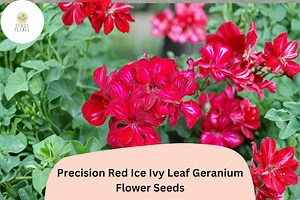 25  Precision Red Ice Ivy Leaf Geranium Seeds | Trailing Red & White Geranium | Hanging Basket and Garden Plant - Etsy