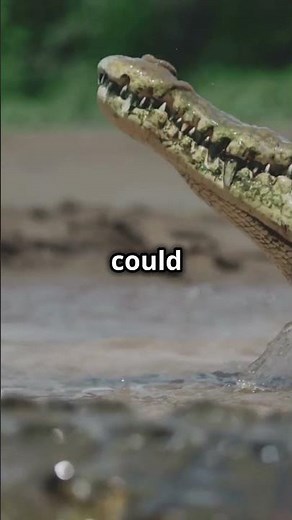 Crocodile vs Anaconda Who Wins