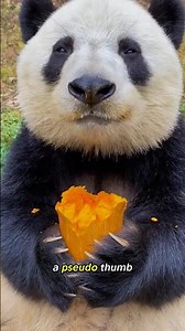 Why pandas are ACCIDENTALLY going EXTINCT #shorts #animals #wildlife