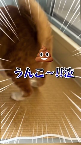 猫ルカとムネオの面白い日常動画