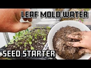 JADAM Leaf Mold Water. Seed starter & Inoculant.