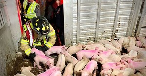 VIDEO: Crews load piglets into trailer after semi overturns on I-75 to I-70 flyover