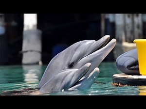 Dolphin Reef Eilat | Eilat City