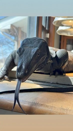 2.6K views · 18 reactions | Tongue Tuesday | The Legend Lizards | Facebook