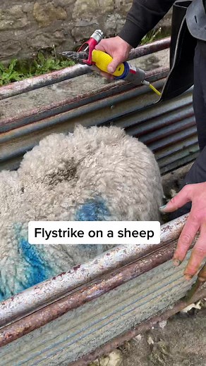 “but maggots only eat rotten flesh” #sheep -#farming #maggots | Sheep Shearing