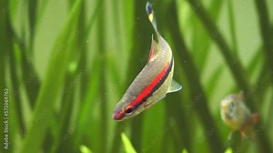 Denison barb (Sahyadria denisonii) swimming on a fish tank Stock Video