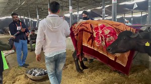 3.2K views · 152 reactions | #gopilivemilking Gopi one 23++ ਵਾਲੀ ਝੋਟੀ ਦੇ AI pc574 ਦੀ ਕੀਤੀ ਹੋਰ ਬਹੁਤ ਸਾਰੀ ਜਾਣਕਾਰੀ 9876096468 PDFA Mela | Gopi One Murrha Bull | Facebook