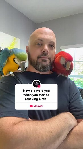 #answer to @Mai When did I start “rescuing” birds? #parrotsoftiktok #parrot #birdtok #rescuebird