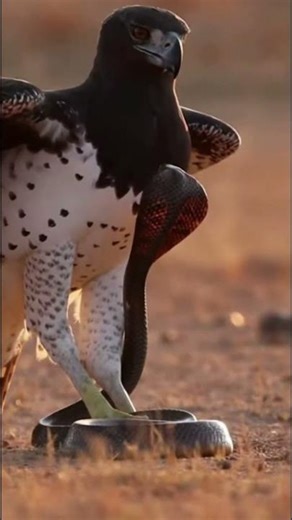 Cobra Forces Martial Eagle to Retreat