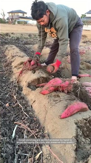 Hand-Harvesting Sweet Potatoes from Raised Beds