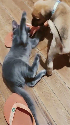El día y la noche🐶🐱#gatitosfelices #perritos#viral