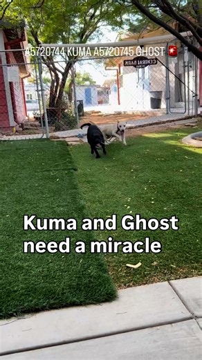 Ghost and Kuma are only 5 months old and total love bugs! Their 72-hour notification is up 🚨. Their sister Ruby was rescued, but these two sweet pit bull pups are still waiting. They were surrendered by their owner after a German shepherd on the property was attacked. There was no evidence in the owner kept the adult dogs on the property .While their history requires a disclosure form upon adoption, Ghost and Kuma themselves are just babies who deserve the chance to grow up safe and loved. They