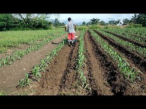 Off-barring of Morado F1.. Sweet waxy Purple a new variety of Eastwest Seed Ph.