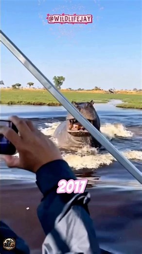 The River Looked Calm… Then the Hippo Exploded From the Water
