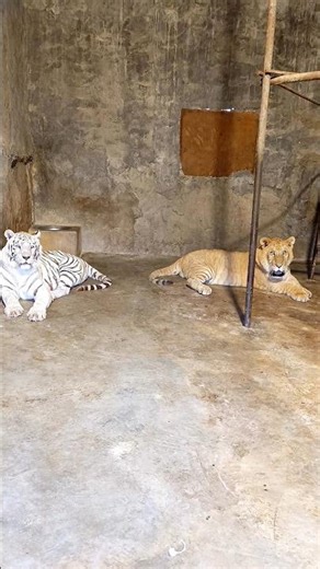 Liger & Tiger 🔥#liger #tiger