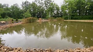 10K views · 597 reactions | The camera goes a little jumpy because a frog landed on my foot and startled me.  With woods all around, I thought it was a bug!  Once it started to rain I headed in. The pond is so full already, and there’s a lot more rain in the forecast. How’s it looking for you? | Lori Foster | Facebook