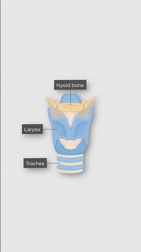 What is a Hyoid Bone #posture #atlasmethod #symmetry #hyoid