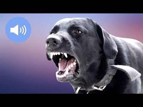 🦊 Angry Dogs Barking - Sound Effect