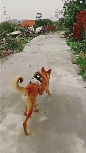 Monkey Rides on Dog's Back || ViralHog