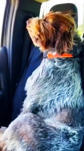 Wirehaired pointing griffon dogs my heart #reels #foryou #reelsvideo | Wirehaired Pointing Griffon Loved