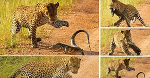 [WATCH] - Monitor lizard takes on leopard cub in epic fight to death, video gets over 2 million views