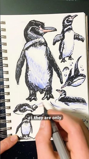 Day 63: Galapagos Penguins! It’s Galapagos week! Facts from the Galapagos Conservation Trust.