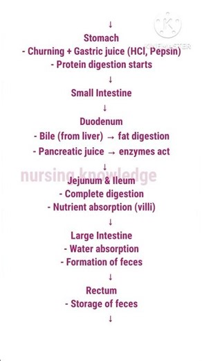 digestive system flow chart