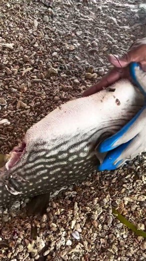 Pufferfish Bottle Surprise🐠😱#fishing #youtubeshorts #viral #trending #shorts #ytshorts #fyp