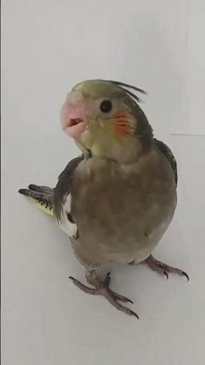 Baby Cockatiel Crying for Attention !