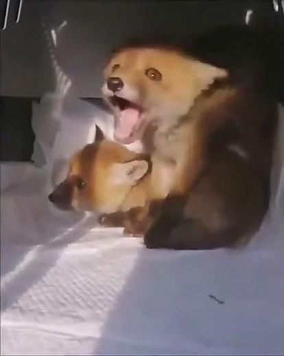 fox horn