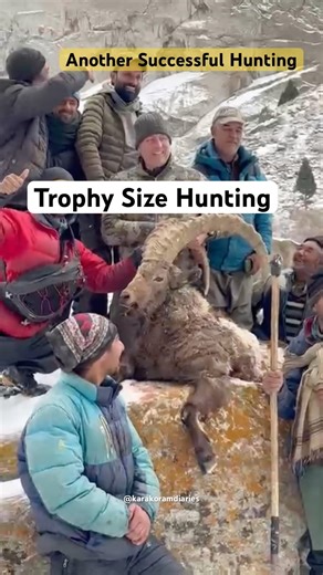 Trophy Size Hunting in North Pakistan GB. |legal Hunting |Himalayan Ibex Hunting #youtubeshorts