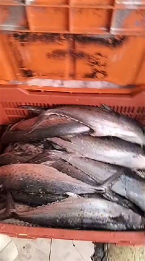 Videos de Villa del Mar Puebla (@pescados_mariscosvilla) con “sonido original - Villa del Mar Puebla”