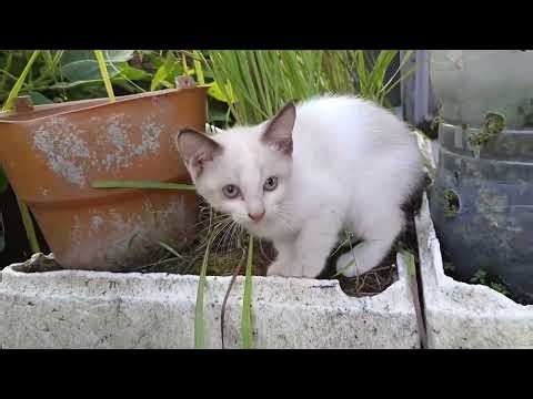 Full Tummy! Kittens Grooming & Relaxing in the Garden 😽