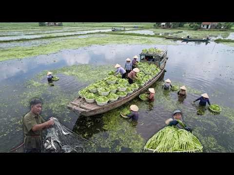 A Very Hard Harvest: People Spend 5 Hours in the Water Gathering a Wild Plant for Family Meals