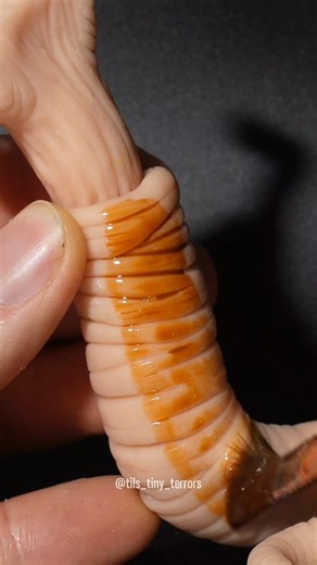 I made a terrifying worm from Clay