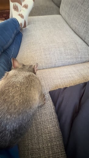 Yolandi Vermaak on Instagram: "Someone didn’t get the memo. Christmas lunch done, everyone had their bottles and fast asleep, adult kids are out and about doing their own thing and I thought I could have a quiet afternoon nap😂 Emmie however was not asleep and scrabbling at the door so I let her out and on to the couch with me for a little bit. I am convinced she has ADHD like me.😊 she never stops and has boundless amounts of energy and sometimes when the others are asleep, I have to take her o