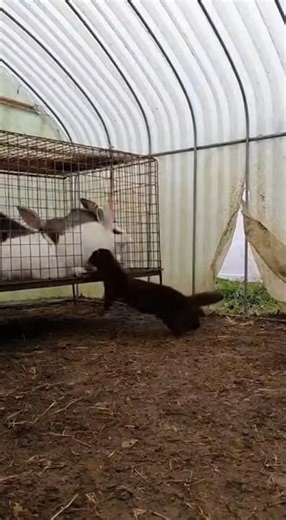 Jack Russell Attacks a Mink at the Rabbit Cage