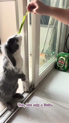 Can rabbits eat lettuce leaves? 🐰🥬 | Rabbit care tips