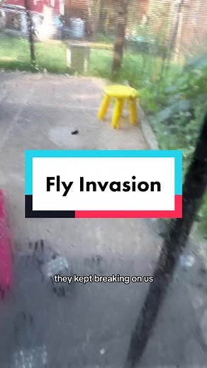 This is probably the most flies I’ve ever seen invade our home. I didnt realize that it was that bad until we tried to get rid of them. It was so bad for a few days until they all slowly died and went away. Now we maybe have a few left. But nowhere near as bad. Thats okay more food for my Carnivorous Plants thats for sure! #carnivorousplants #flyswatter #flyinvasion